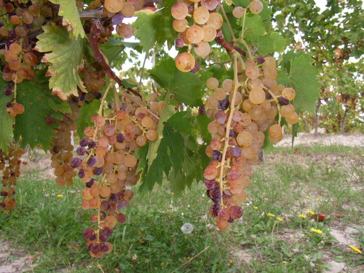 Agriturismo Rupestr Canelli Ngoại thất bức ảnh